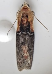 Sciota basilaris