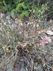 Hyalis argentea