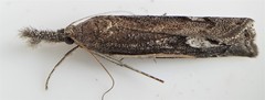 Neodactria zeellus
