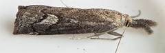 Neodactria zeellus