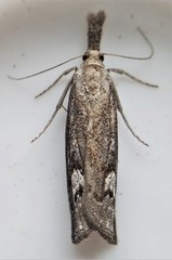 Neodactria zeellus