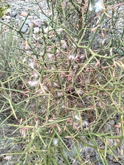 Hualania colletioides