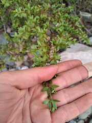 Larrea divaricata
