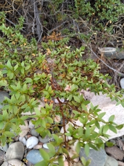Larrea divaricata