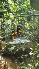 Mechanitis lysimnia nesaea