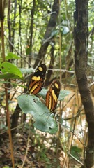 Mechanitis lysimnia nesaea