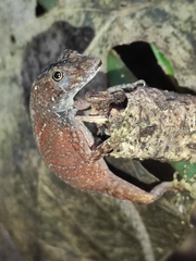 Anolis carpenteri