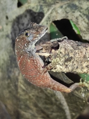 Anolis carpenteri