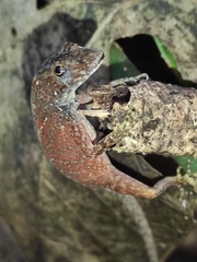 Anolis carpenteri