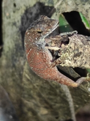 Anolis carpenteri