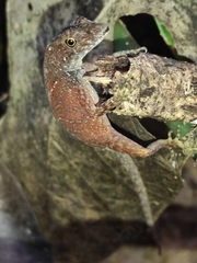 Anolis carpenteri