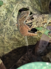 Anolis carpenteri