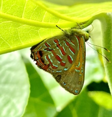 Hypochrysops apelles
