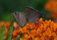 Satyrium caryaevorus
