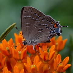 Satyrium caryaevorus