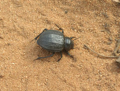 Tenebrionidae