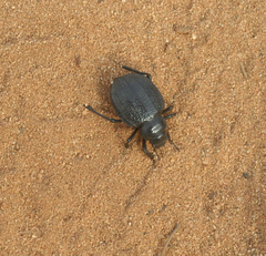 Tenebrionidae