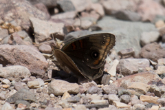Junonia nigrosuffusa
