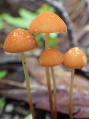Marasmius elegans