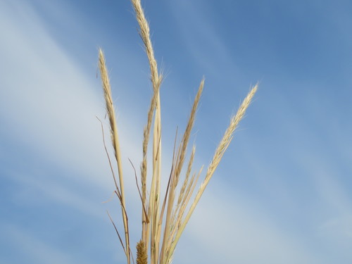 Dune Fescue (Vulpia fasciculata)