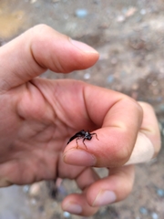 Odonata