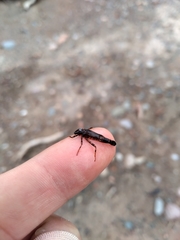 Odonata