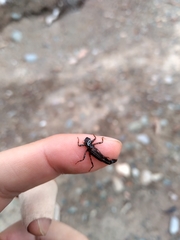Odonata