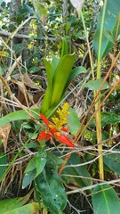 Aechmea mertensii