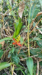 Aechmea mertensii