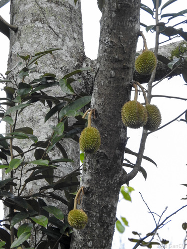 Durio zibethinus