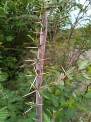 Plectrocarpa tetracantha