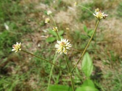 Pfaffia tuberosa