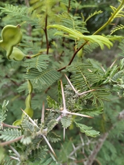 Plectrocarpa tetracantha