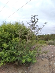Plectrocarpa tetracantha