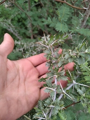 Plectrocarpa tetracantha