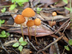 Marasmius elegans