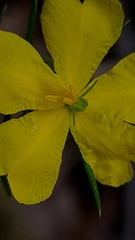Hibbertia cistiflora
