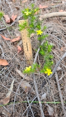 Hibbertia cistiflora