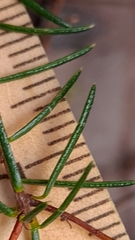 Hibbertia cistiflora