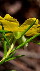 Hibbertia cistiflora