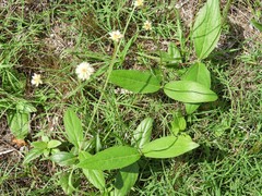 Pfaffia tuberosa
