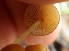 Marasmius elegans