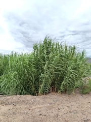 Arundo donax