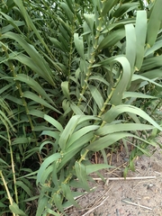 Arundo donax