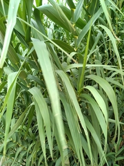Arundo donax
