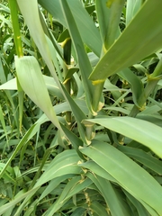Arundo donax