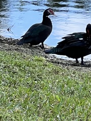 Cairina moschata domestica
