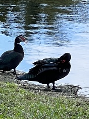 Cairina moschata domestica