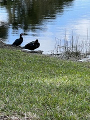 Cairina moschata domestica