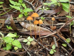 Marasmius elegans